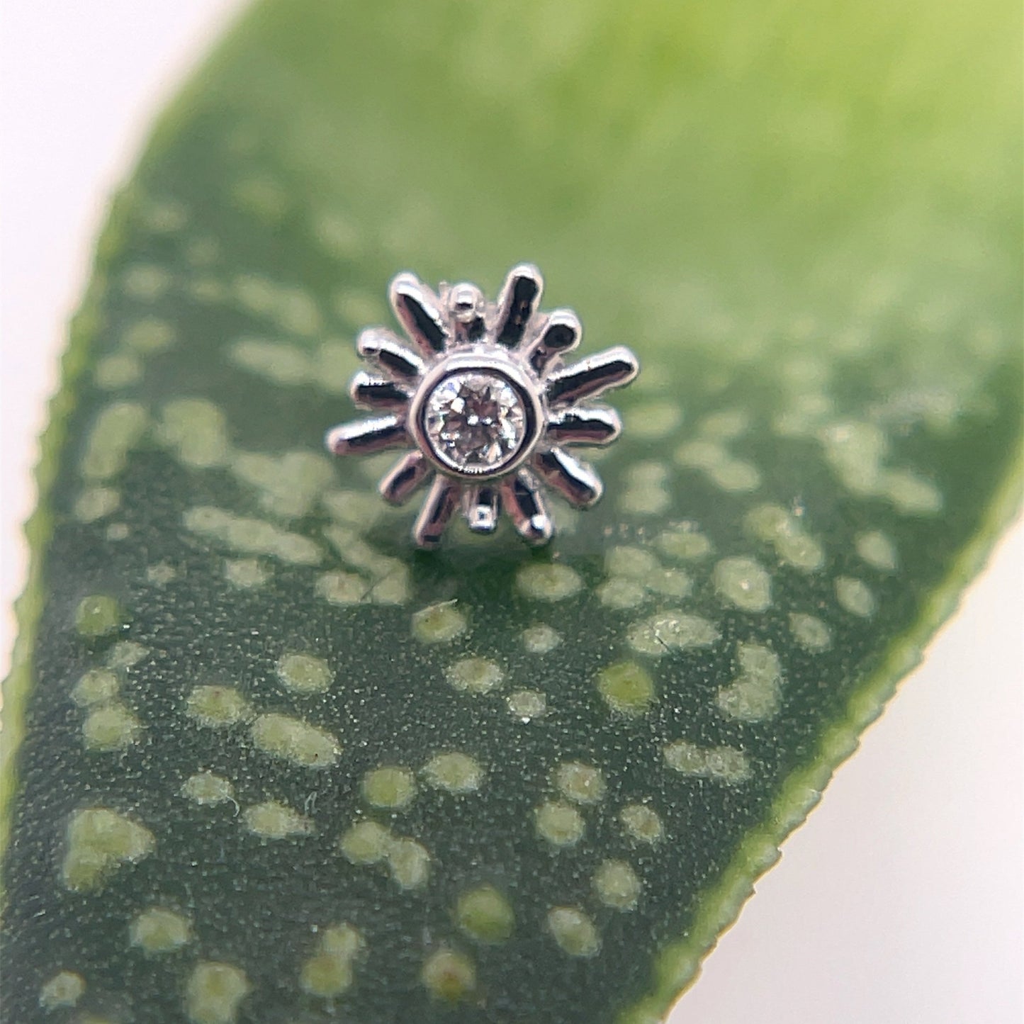 Small Sunray - 4mm - Agave in Bloom