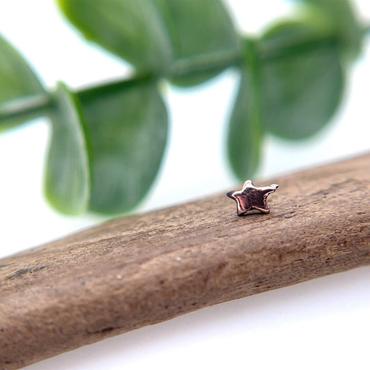 Star - Small - Agave in Bloom