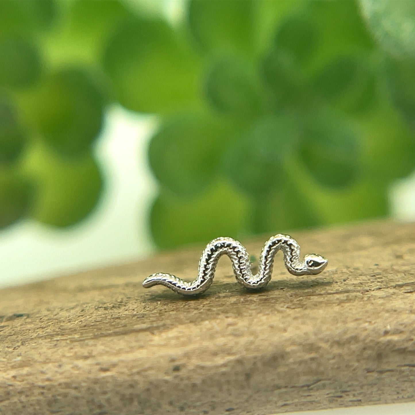 Tiny Delicate Snake - Agave in Bloom