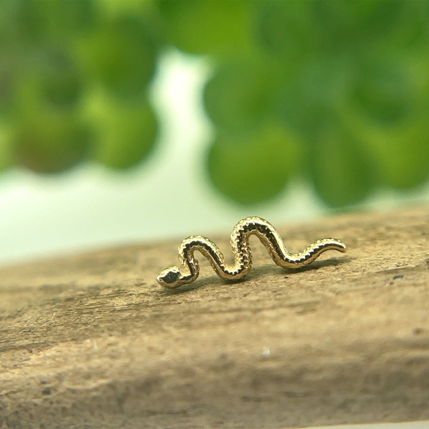 Tiny Delicate Snake - Agave in Bloom