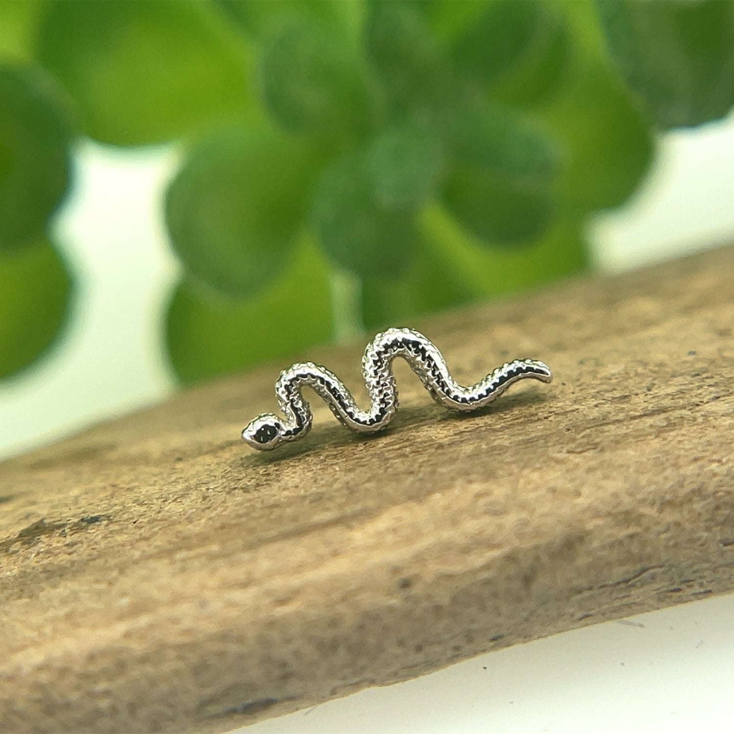 Tiny Delicate Snake - Agave in Bloom