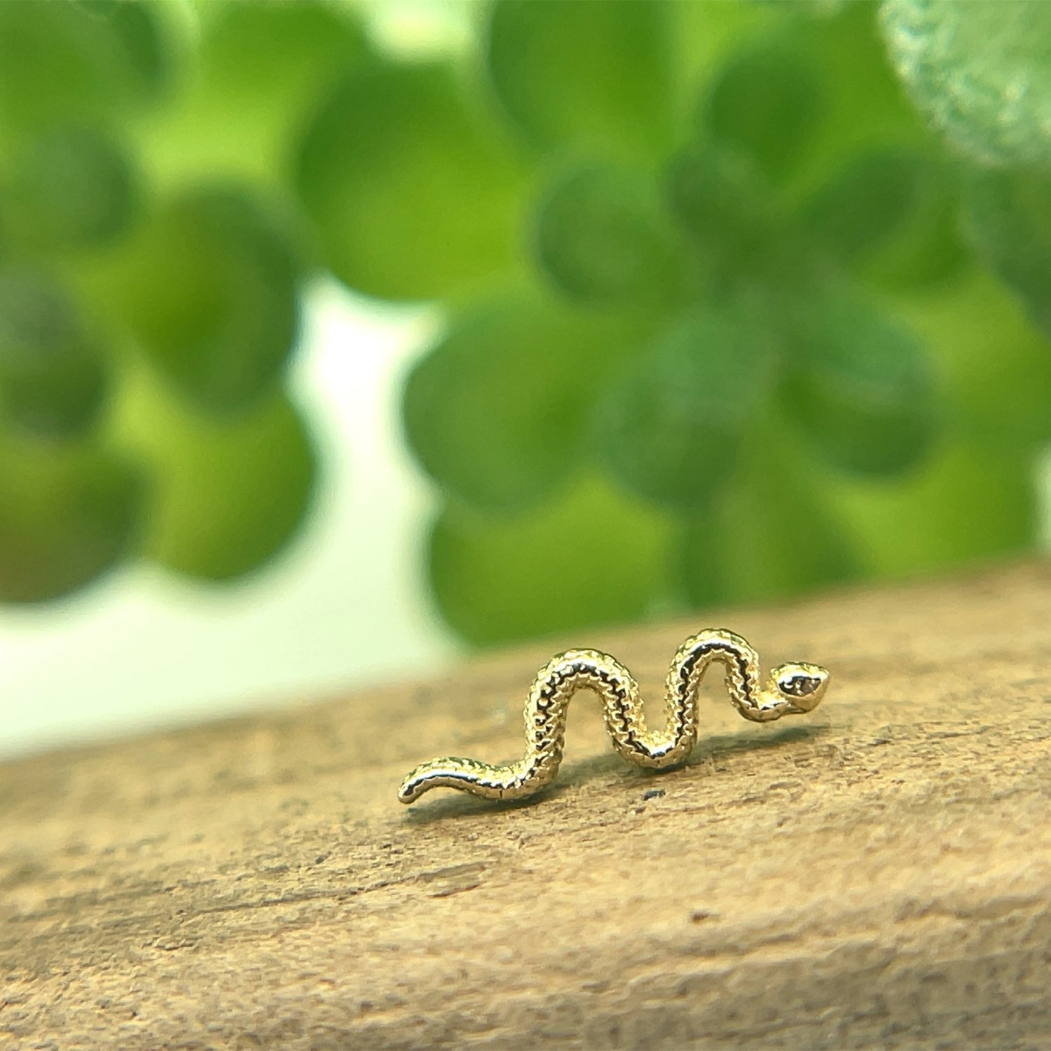 Tiny Delicate Snake - Agave in Bloom