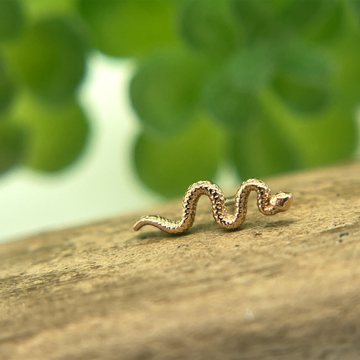 Tiny Delicate Snake - Agave in Bloom