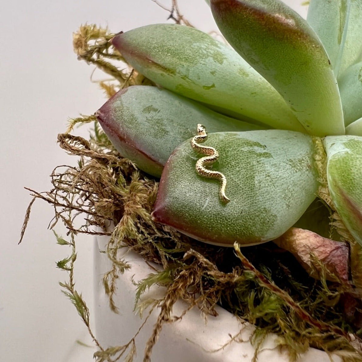 Tiny Delicate Snake - Agave in Bloom