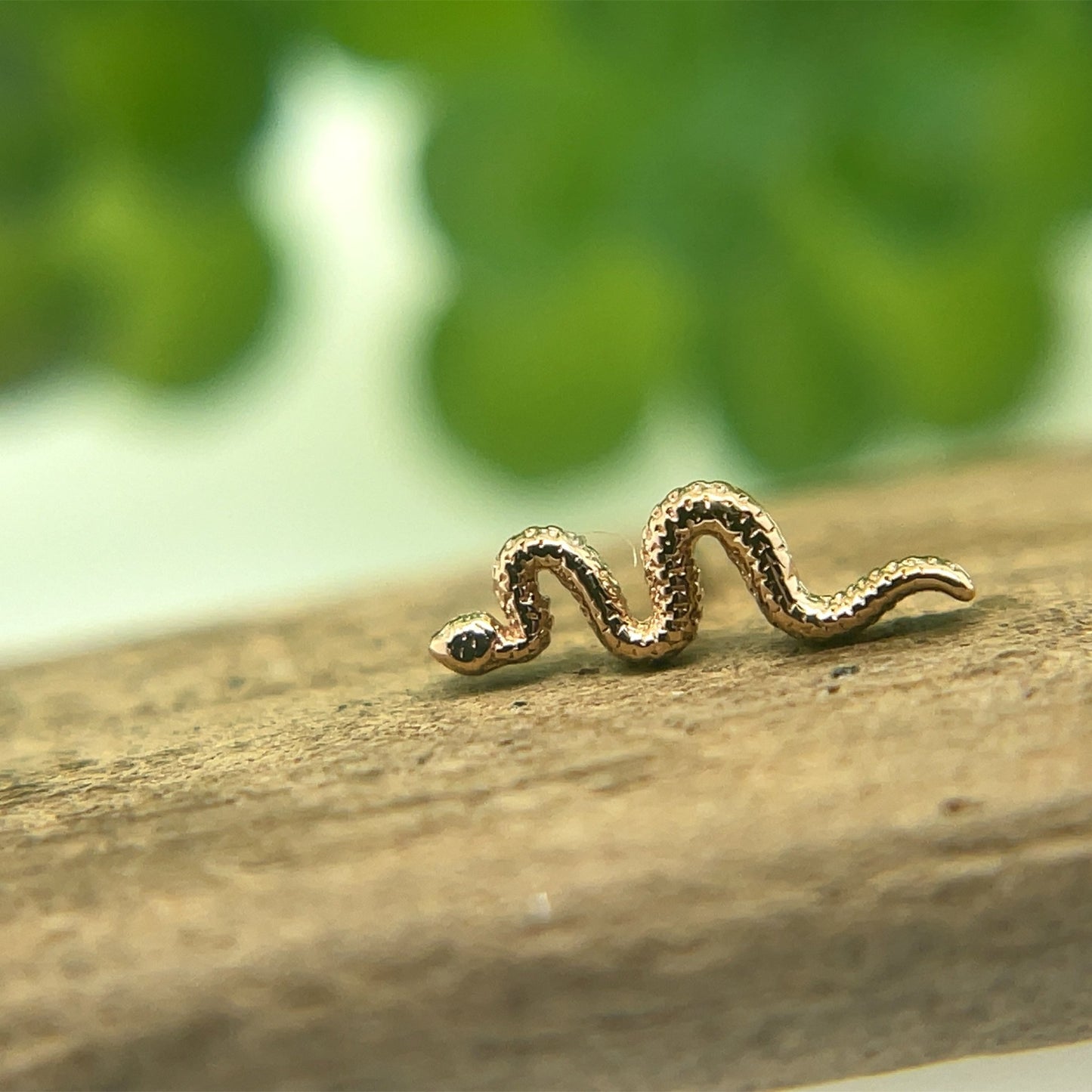 Tiny Delicate Snake - Agave in Bloom