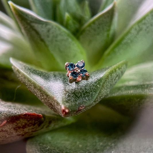 Tiny Reema - Agave in Bloom