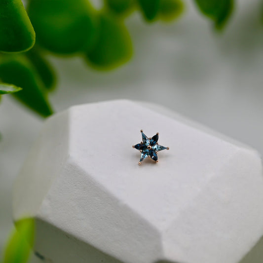 Tiny Stargazer - Agave in Bloom