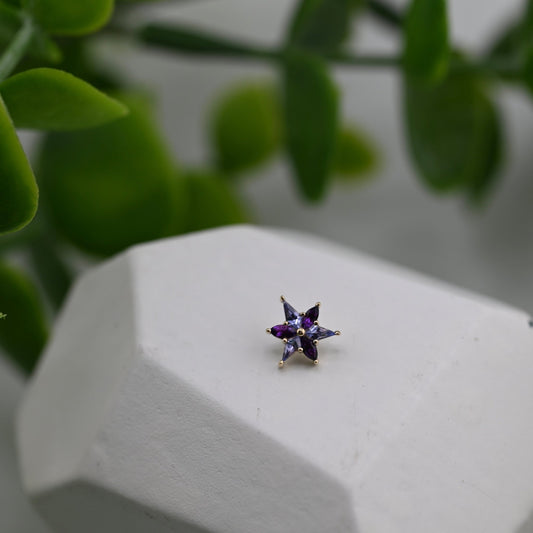 Tiny Stargazer - Agave in Bloom